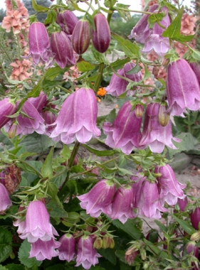 Dzwonek kropkowany (Campanula punctata) 